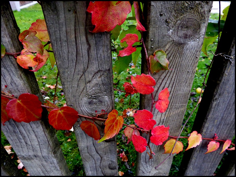 Herbstgirlande