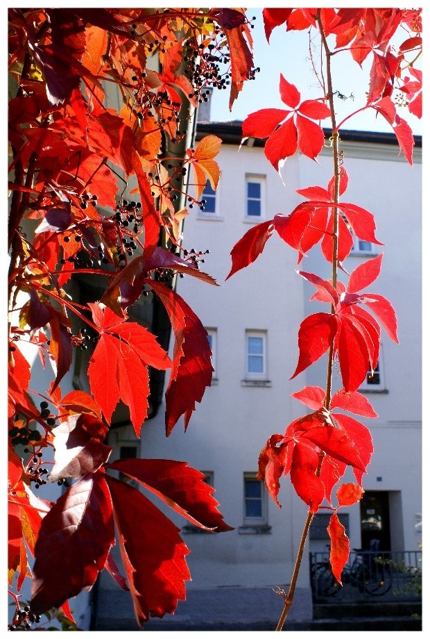 Herbstgirlande