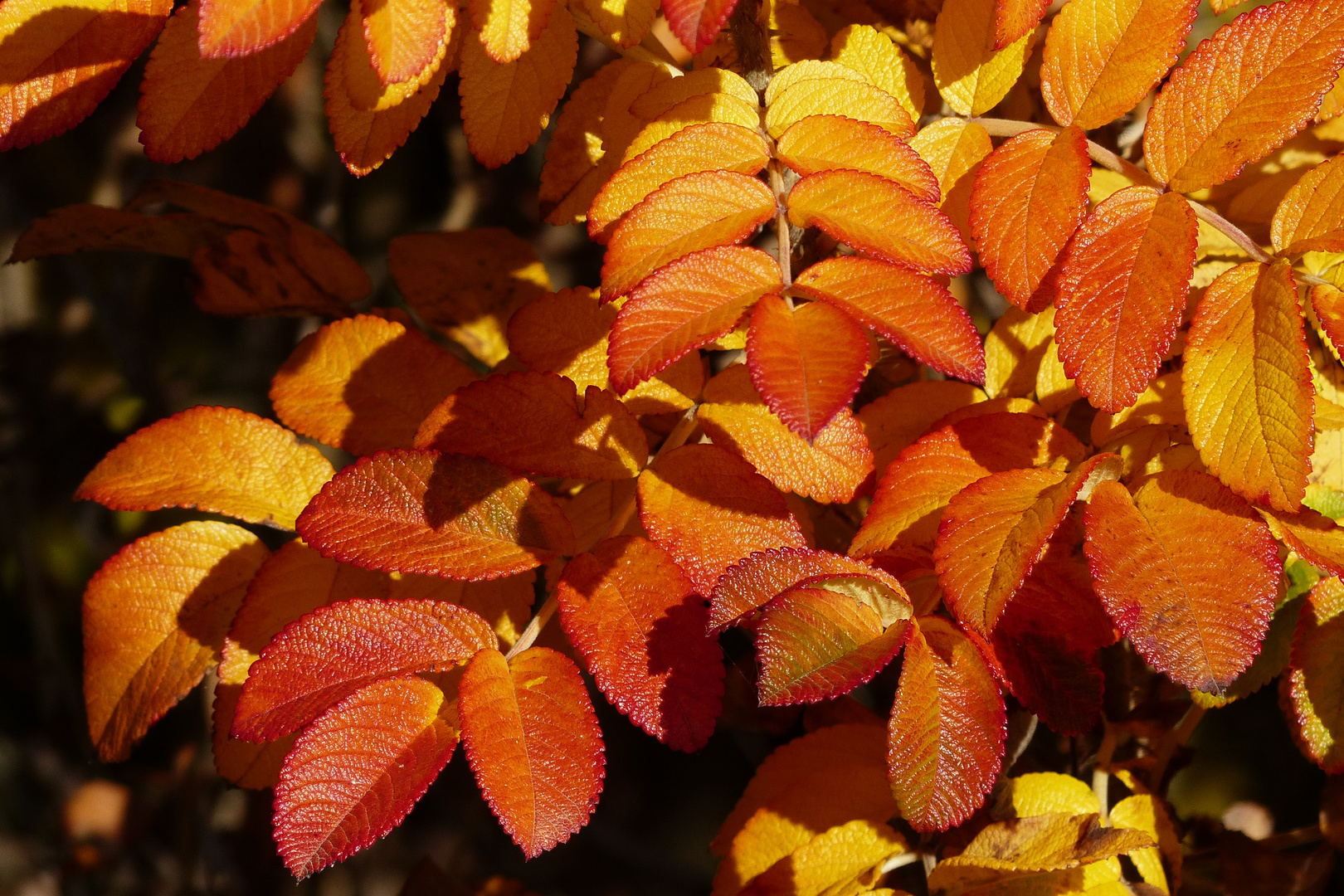 Herbstglanz