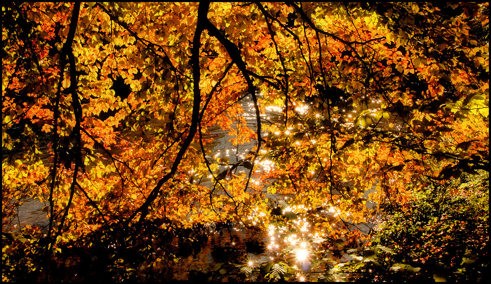 HERBSTGLANZLICHTER