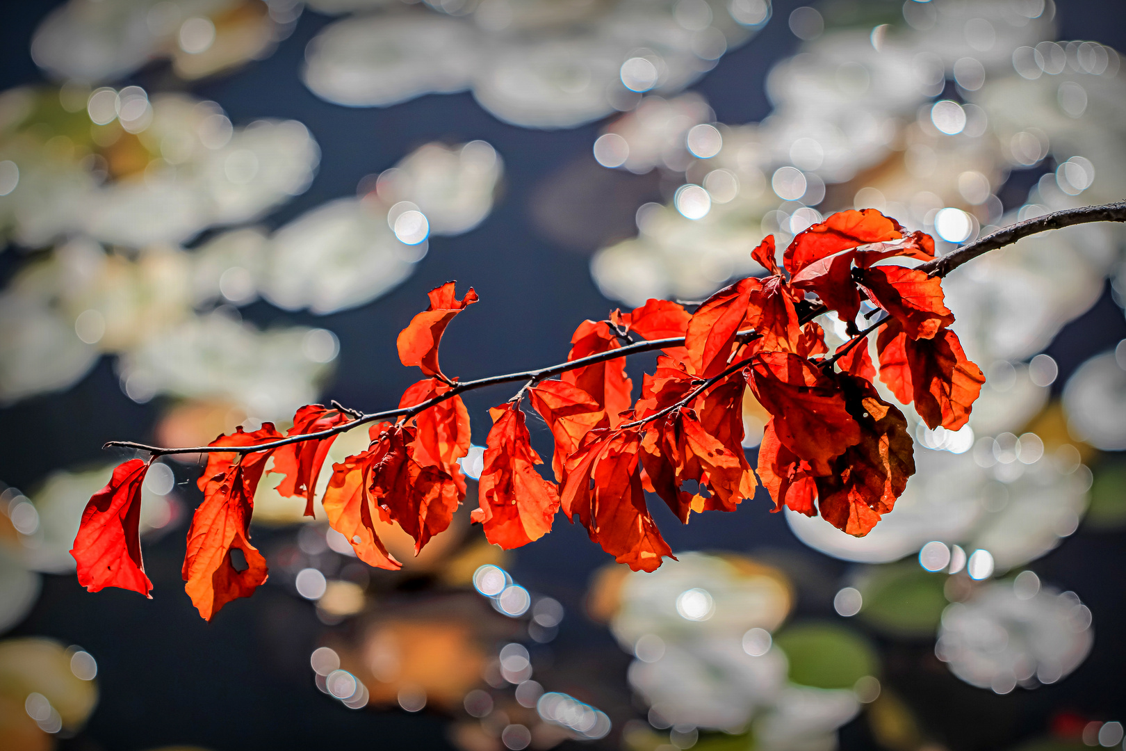 Herbstglitzern