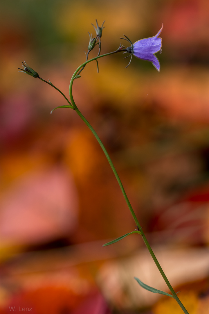 Herbstglöckchen