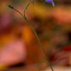 Herbstglöckchen