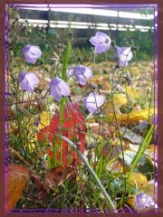 * HerbstGlöckchen *