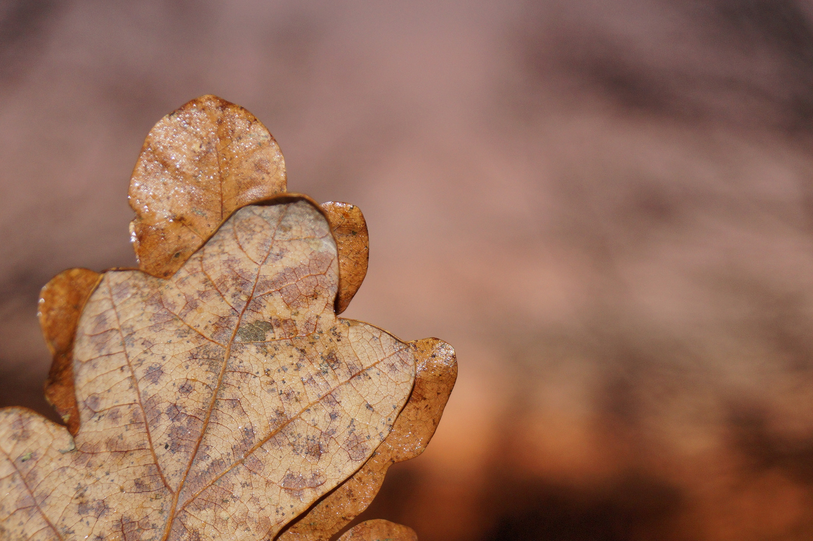 herbstglück