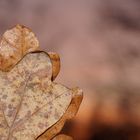 herbstglück