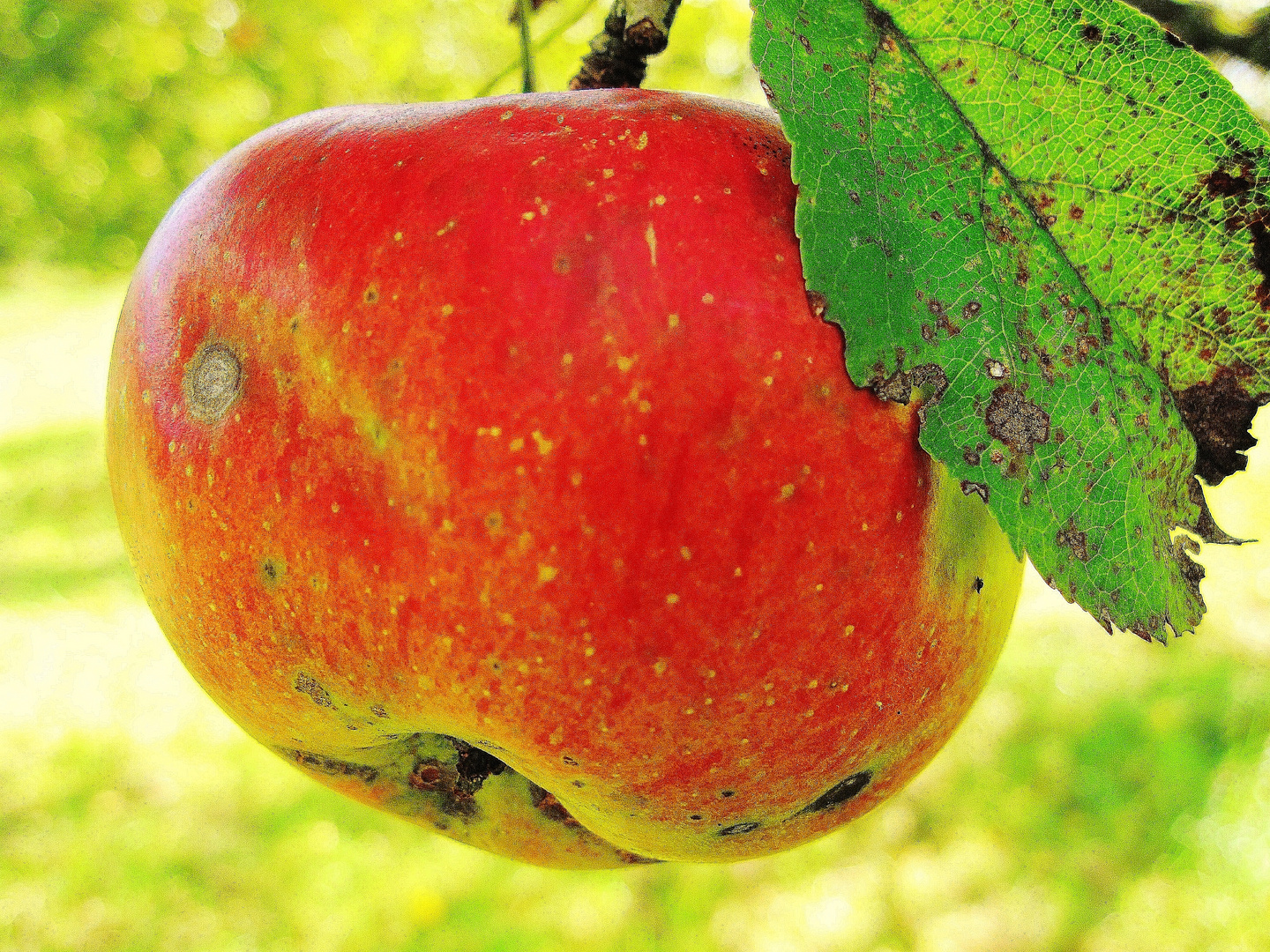 Herbstglück !