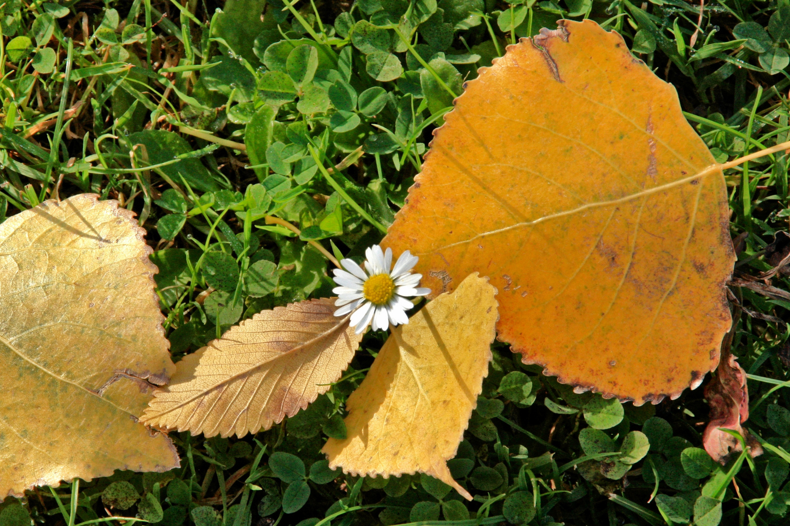 Herbstglück