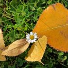 Herbstglück