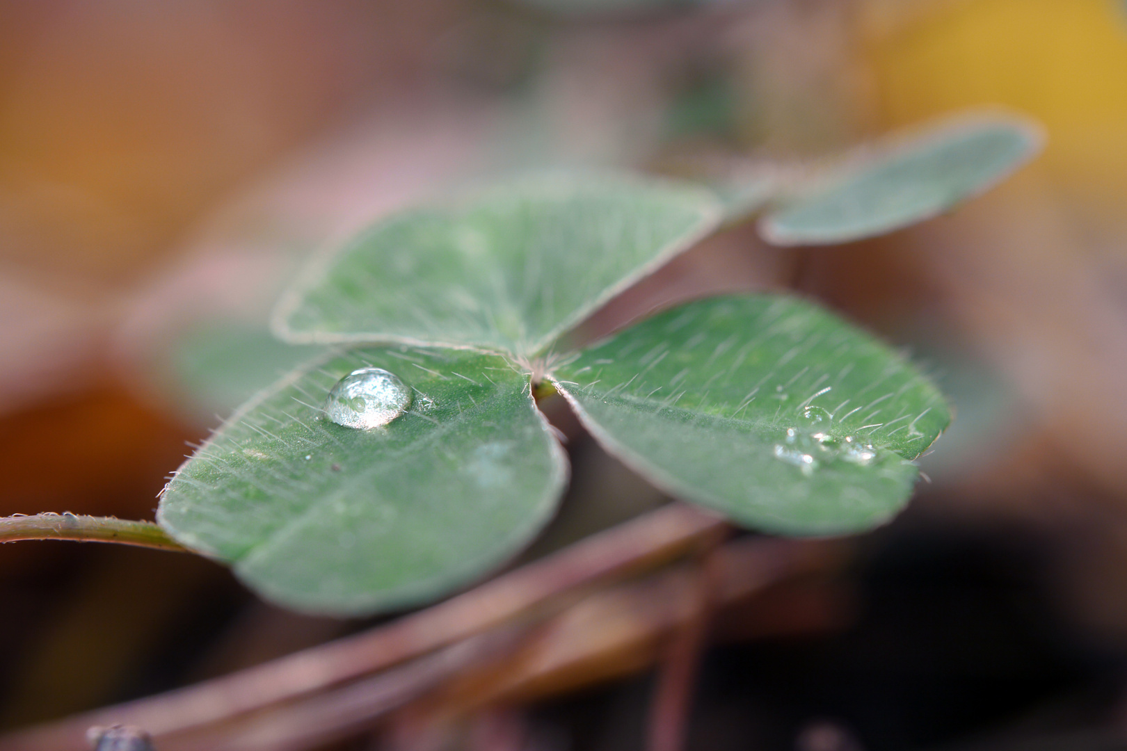 Herbstglück