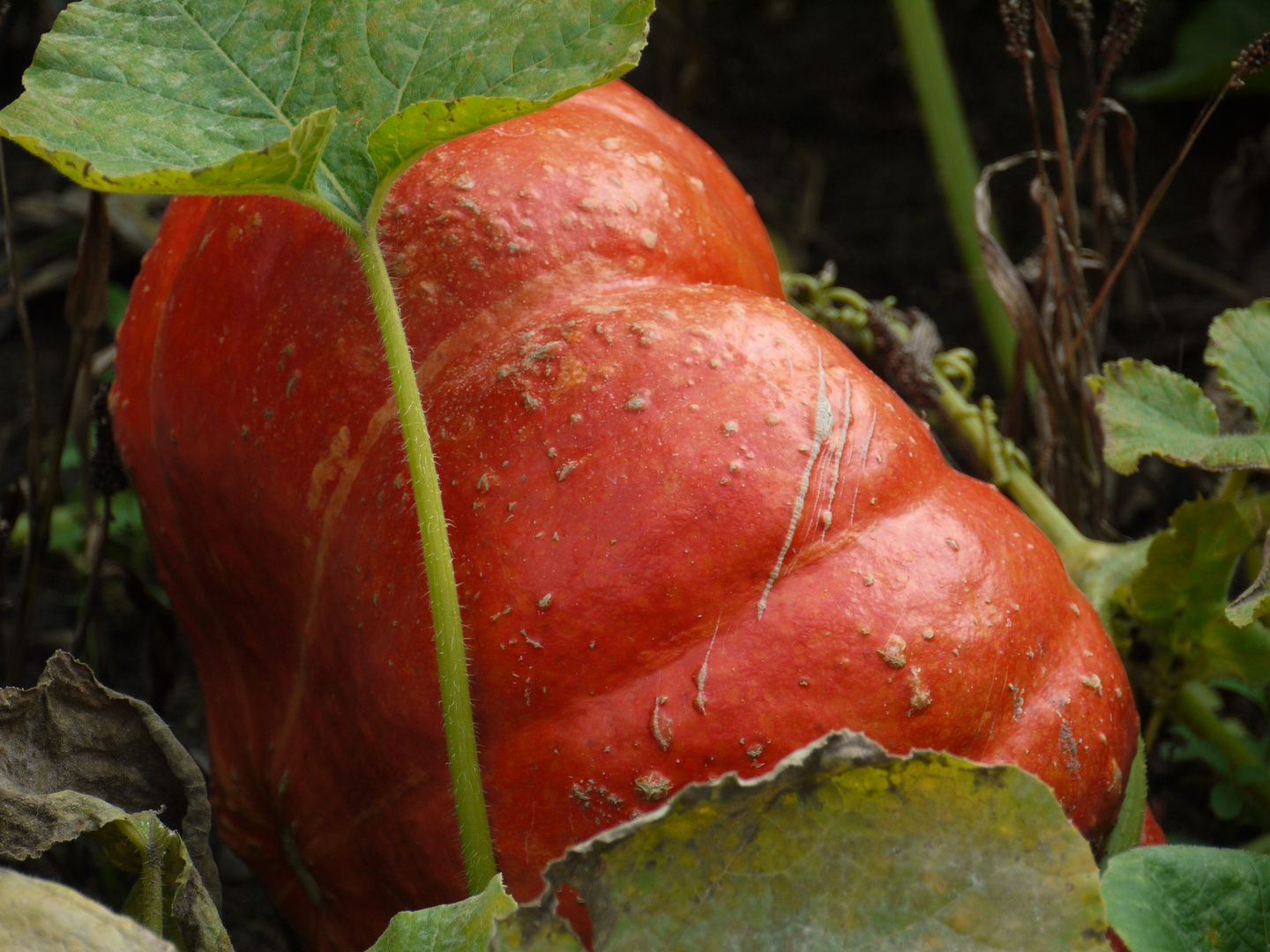 Herbstglück