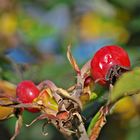 Herbstglück...