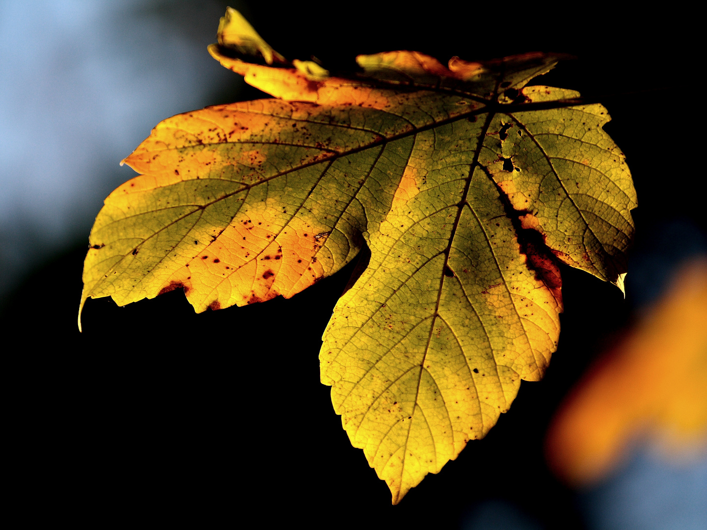 Herbstglühen