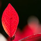 Herbstglühen