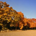 Herbstglühen..........