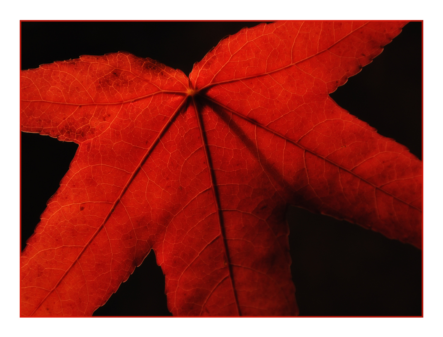 herbstglühen ...