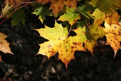 Herbstglühen