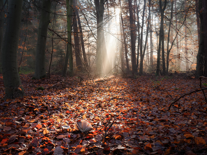 Herbstglühen