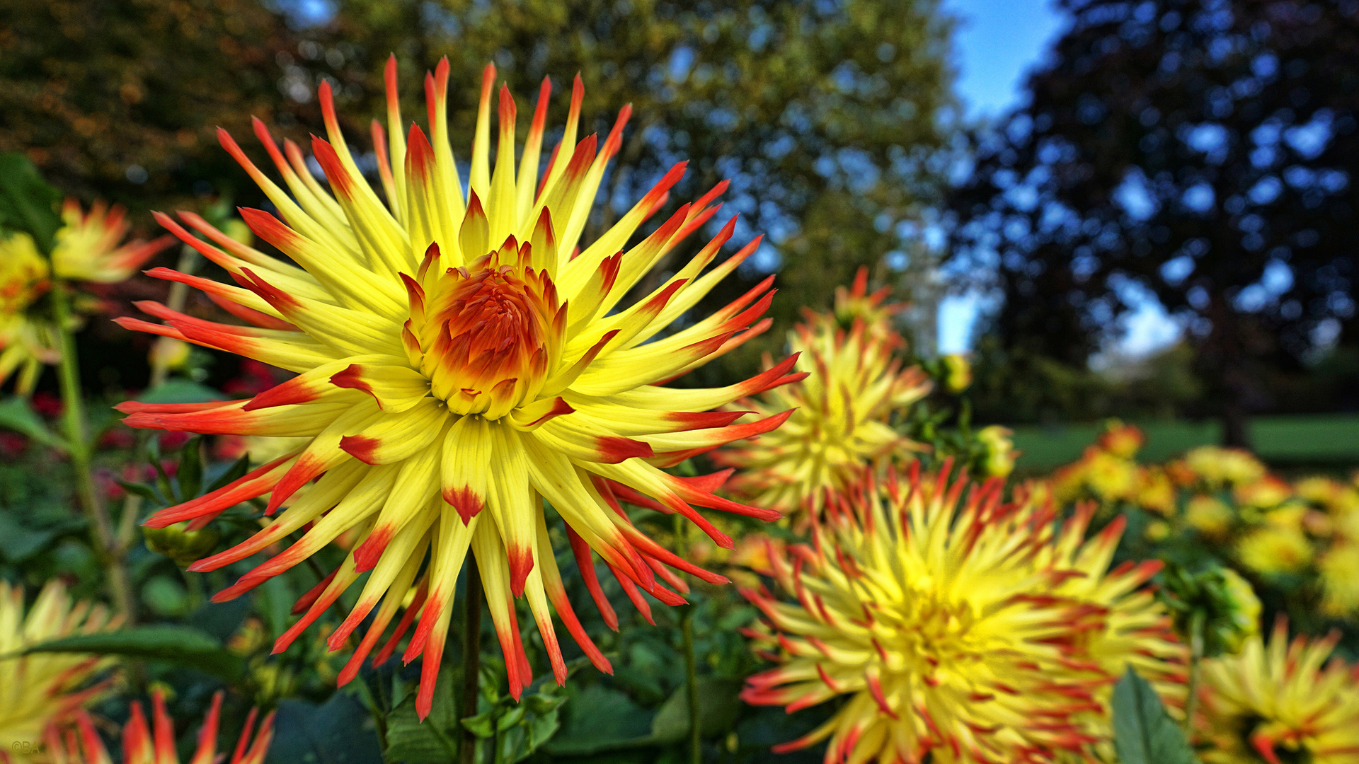 Herbstglühen