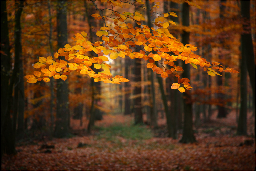 herbstglühen