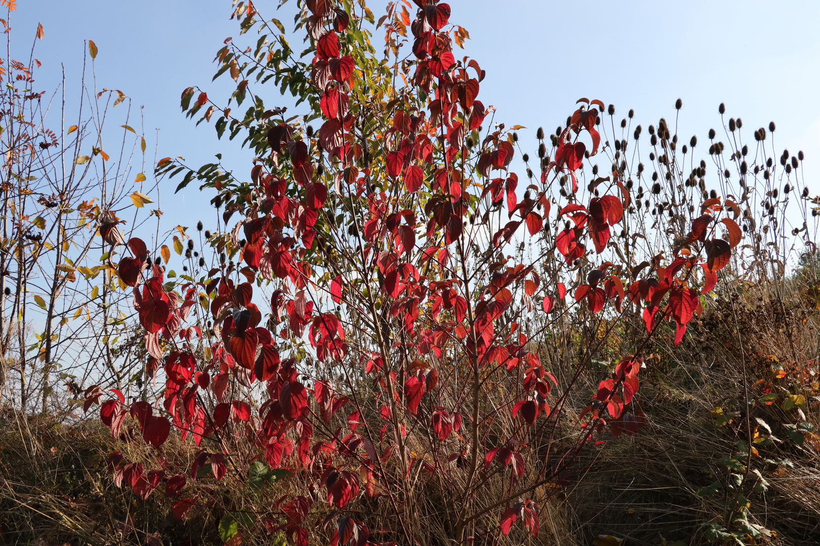 Herbstglühen