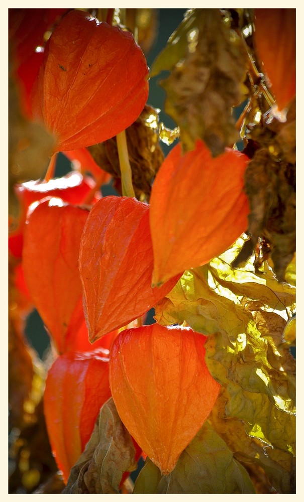 herbstglühen