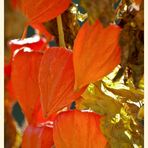 herbstglühen