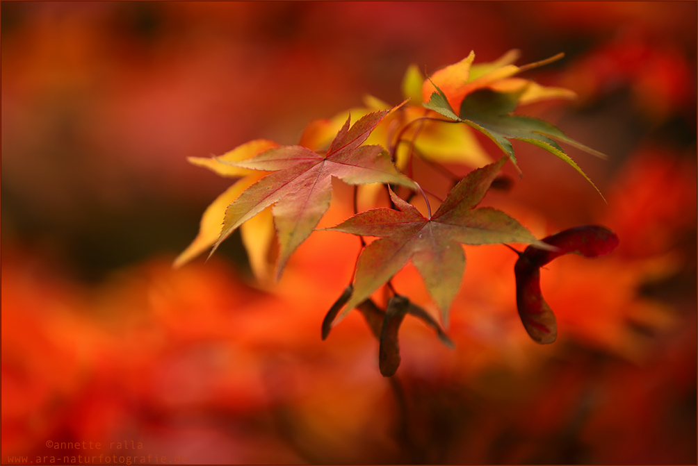 Herbstglühen