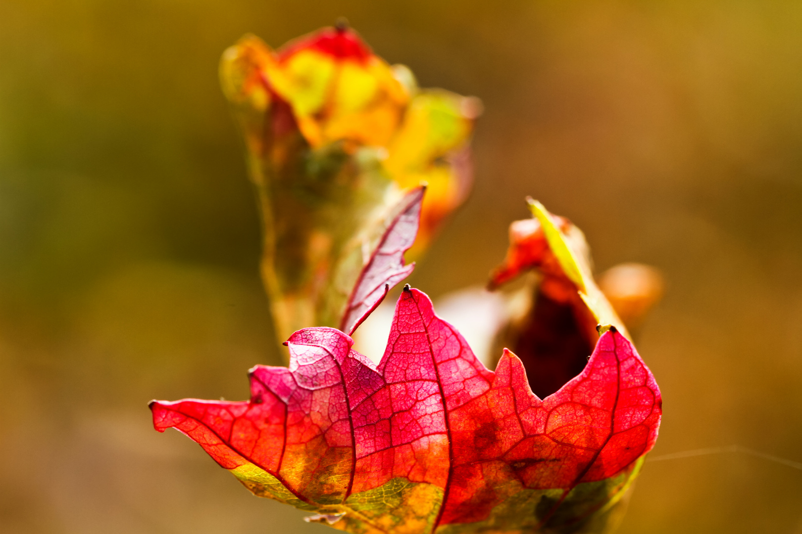 Herbstglühen