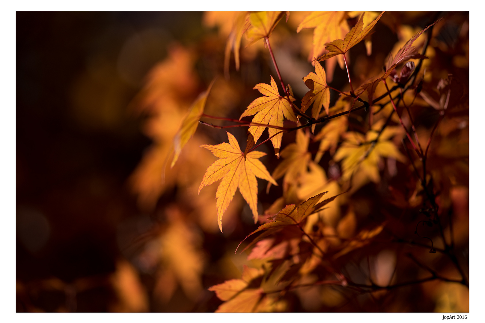 Herbstglühen