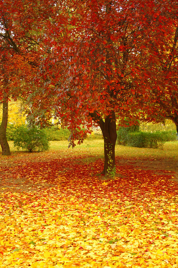 Herbstglühen