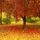 Herbstglühen