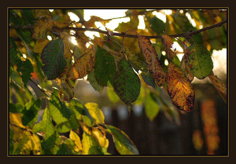 Herbstglühen