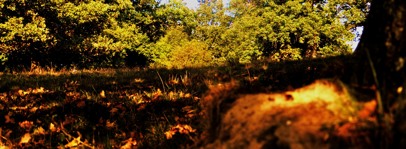 ....Herbstglühen.....