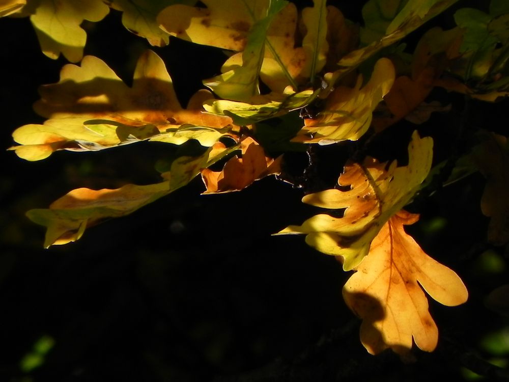 Herbstglühen