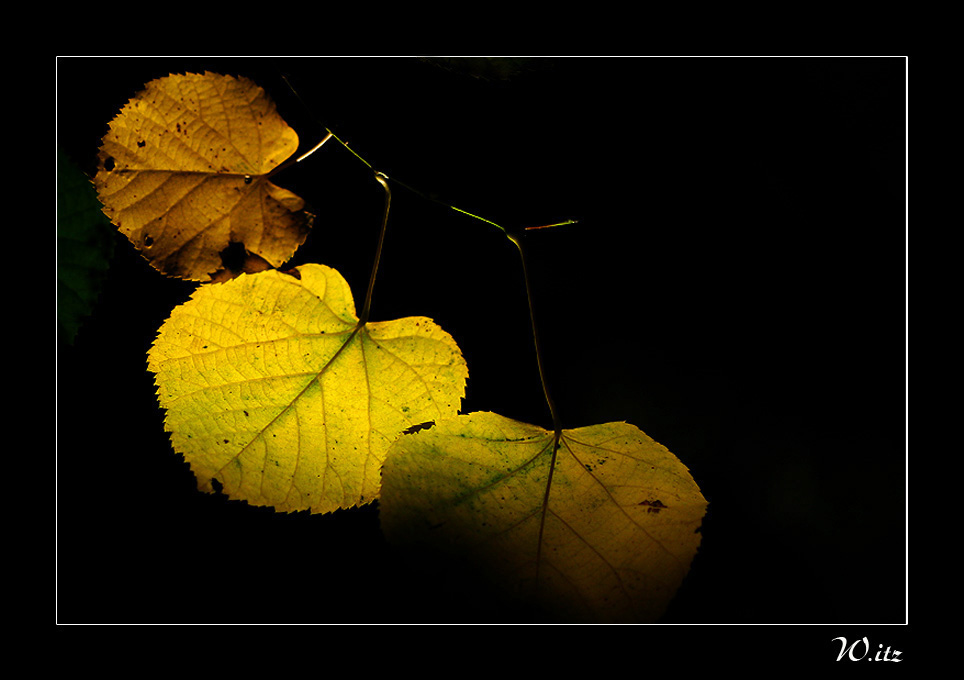 Herbstglühen ...