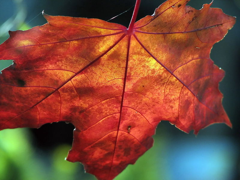 Herbstglühen