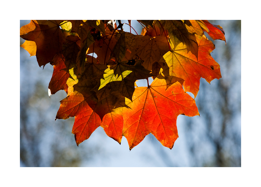 Herbstglühen II