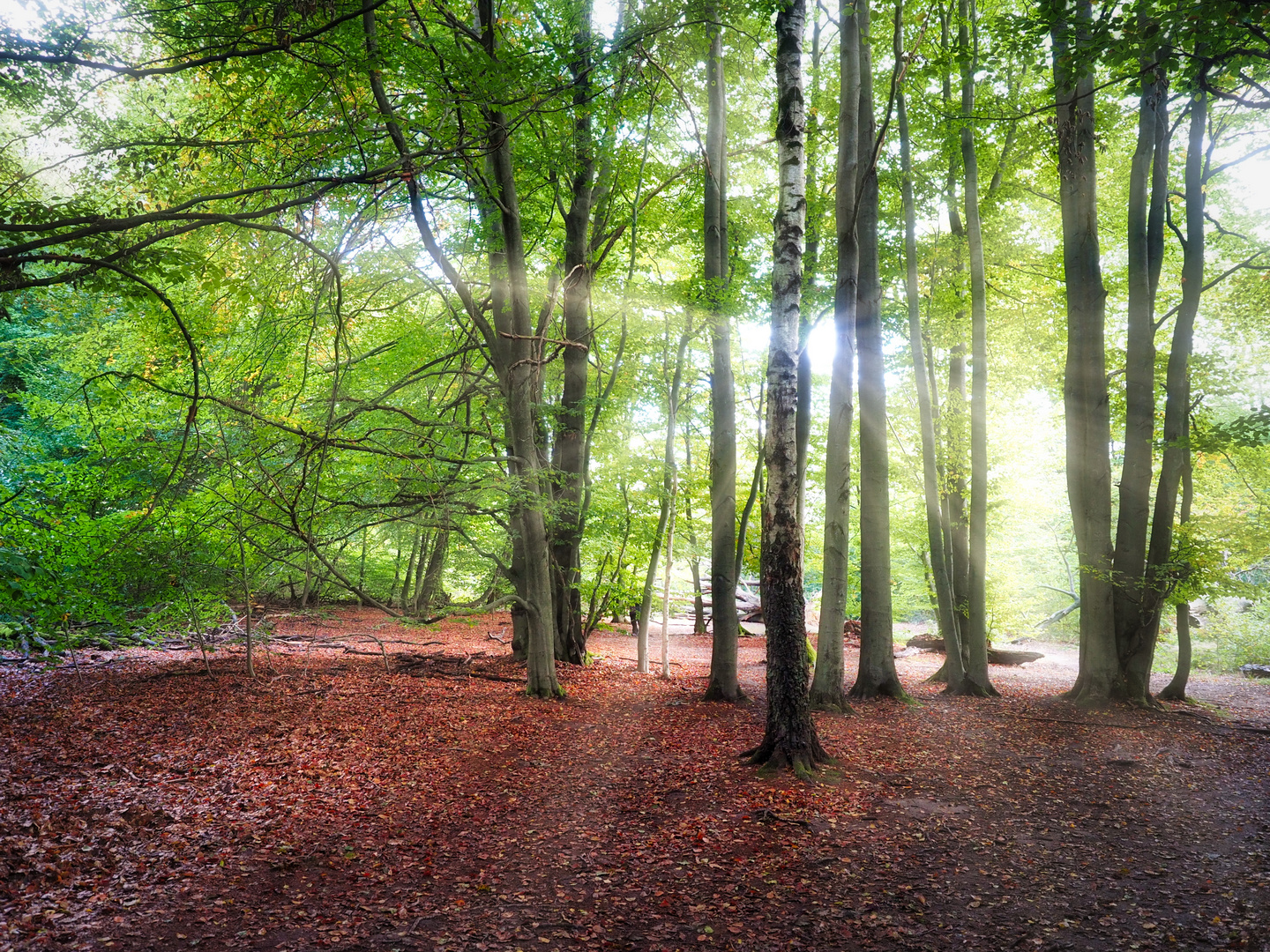 Herbstglühen Sababurg