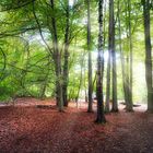 Herbstglühen Sababurg