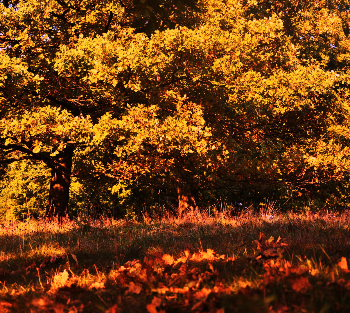 ....Herbstglühen...2