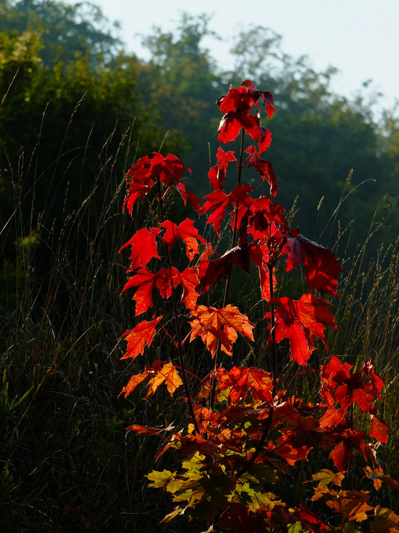 Herbstglut