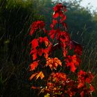 Herbstglut