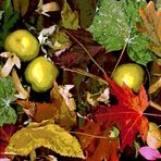 herbstglut