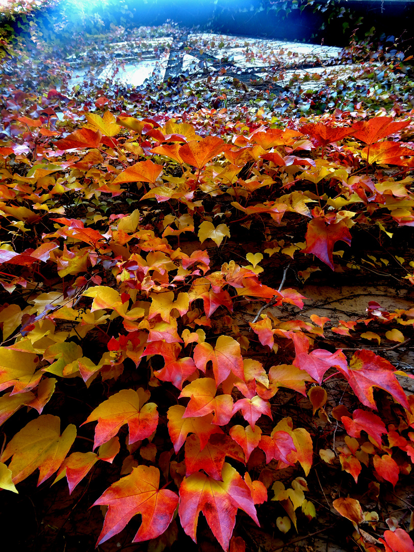 Herbstglut