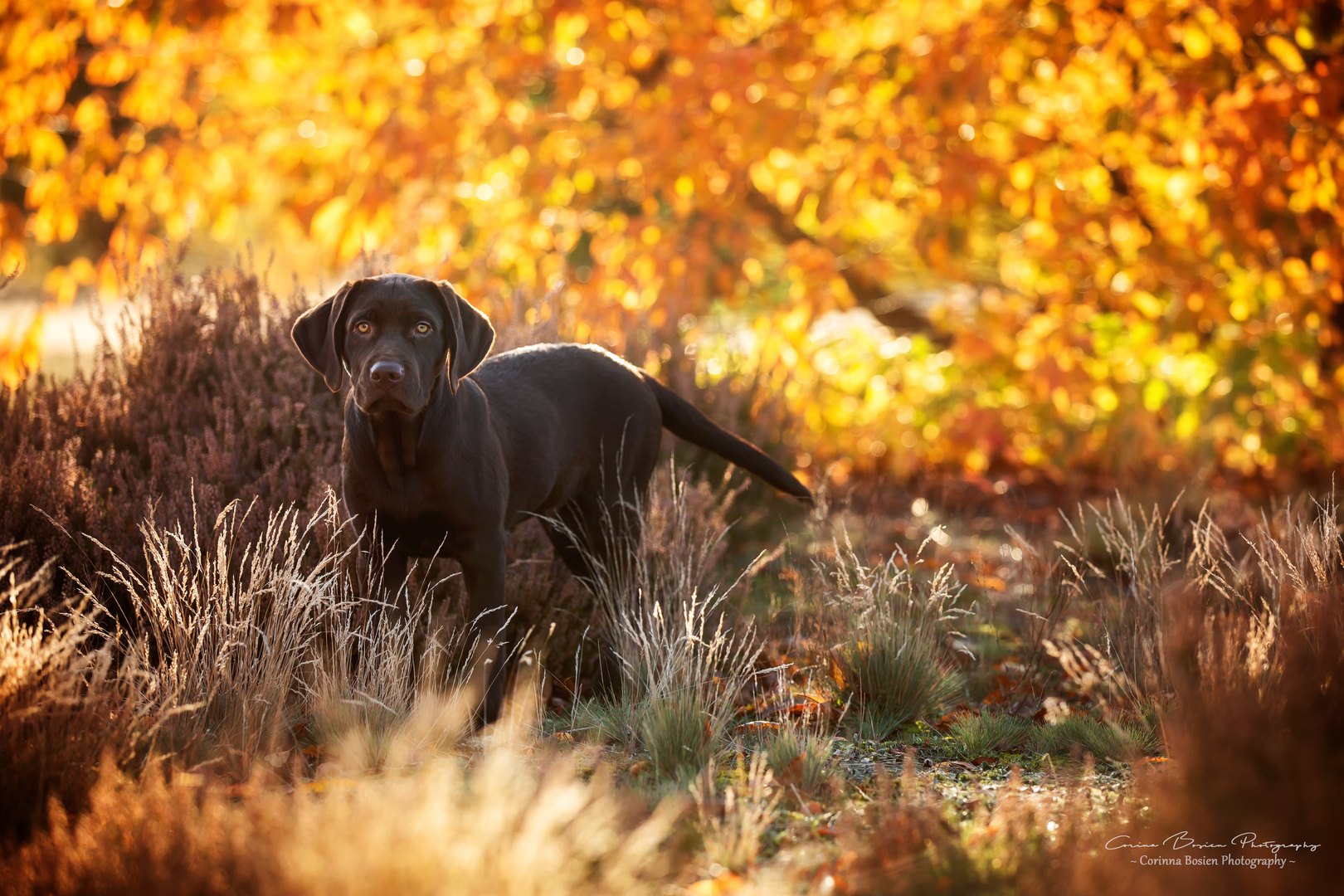 * ...Herbstgold *