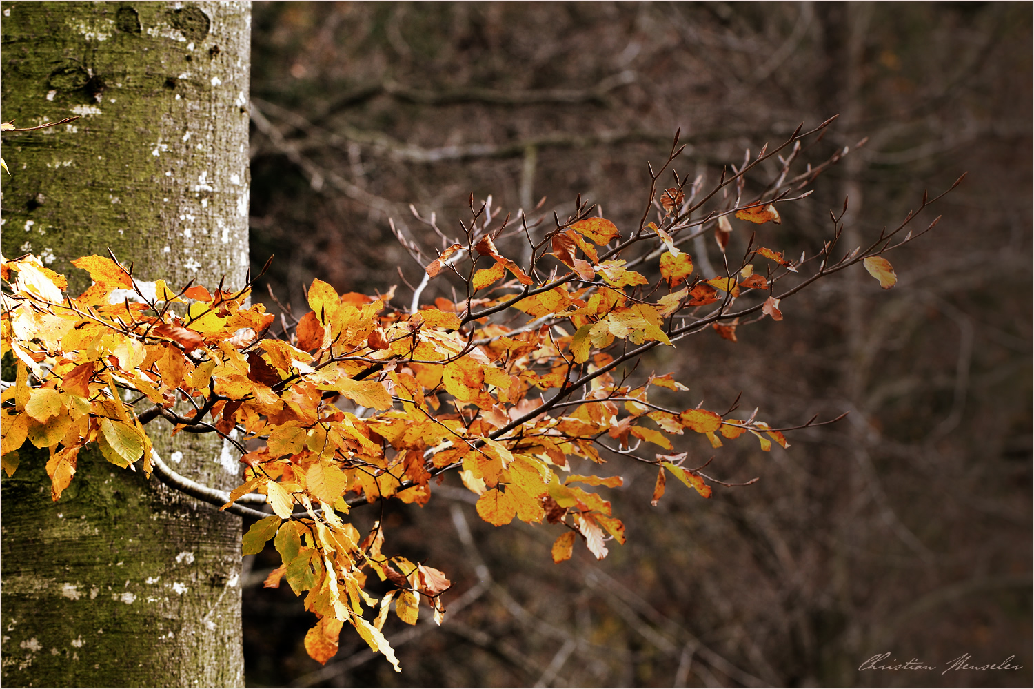 Herbstgold