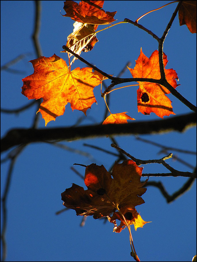 Herbstgold