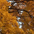 Herbstgold 1