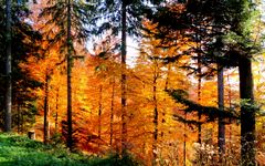 Herbstgold